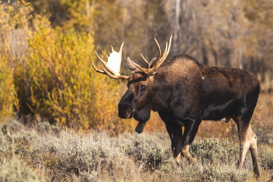 From Banff: Icefields Parkway Small Group Adventure - Key Points