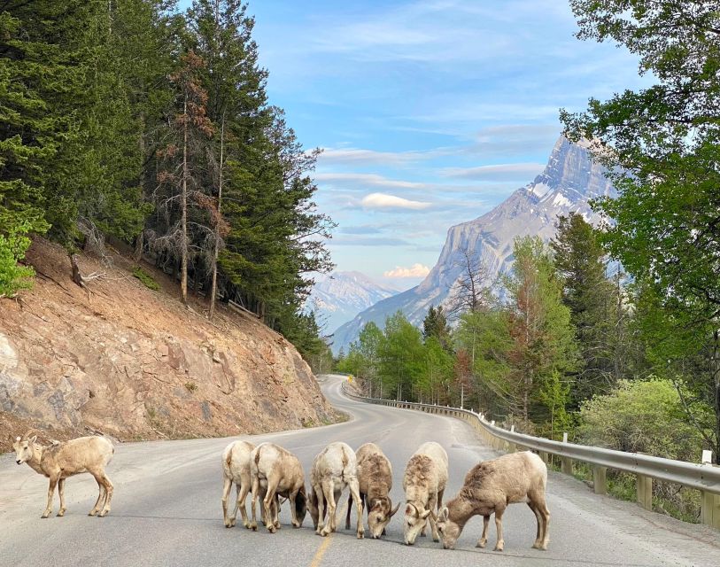 From Calgary: Banff National Park Premium Day Tour - Key Points