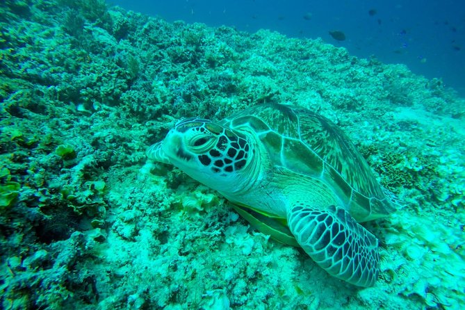 From Gili Trawangan & Gili Air Snorkeling Trip Sharing & Private - Key Points