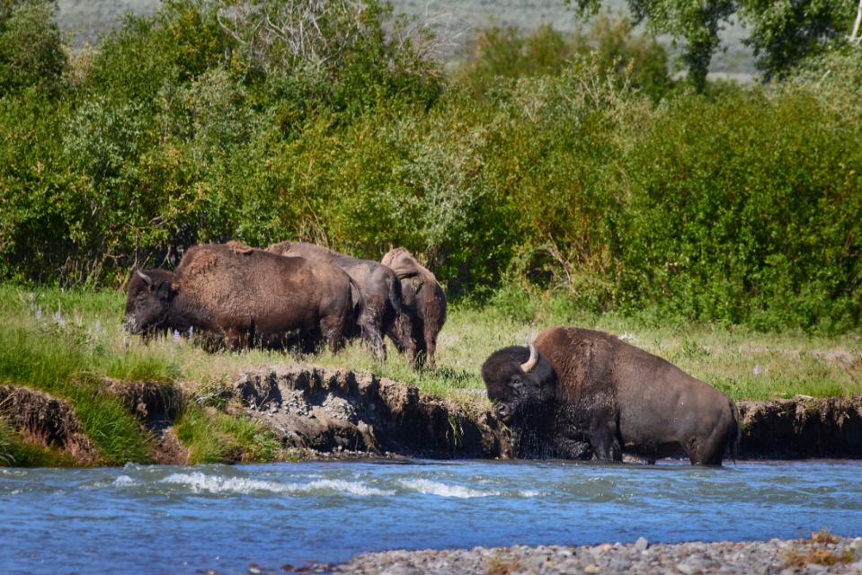 From Jackson: Half-Day Grand Teton National Park Tour - Key Points