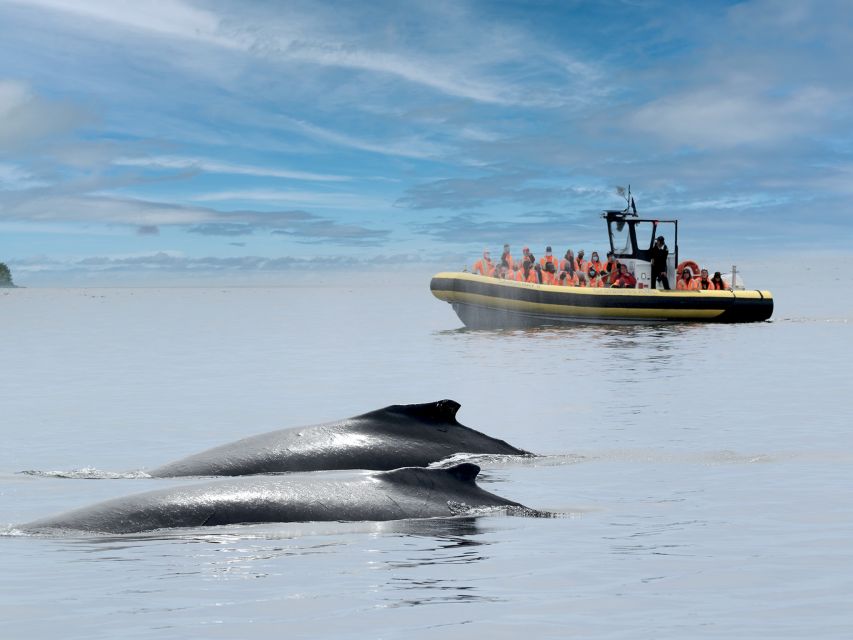 From Quebec City: Whale Watching Excursion Full-Day Trip - Key Points