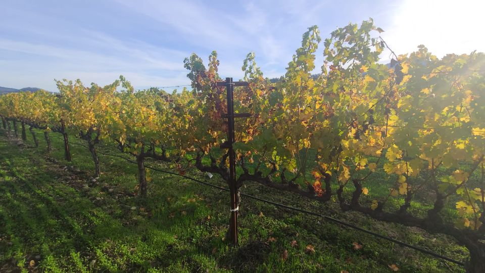 From San Francisco: Napa and Sonoma Private Wine Tour - Key Points