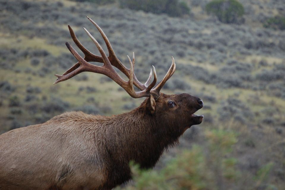 From West Yellowstone: Lamar Valley Wildlife Tour by Van - Key Points