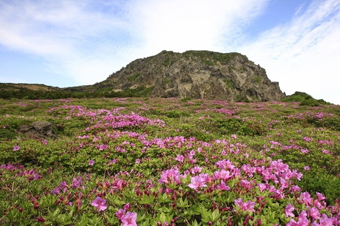 Full-Day Customizable Private Essential Jeju Island Tour for South Course - Key Points