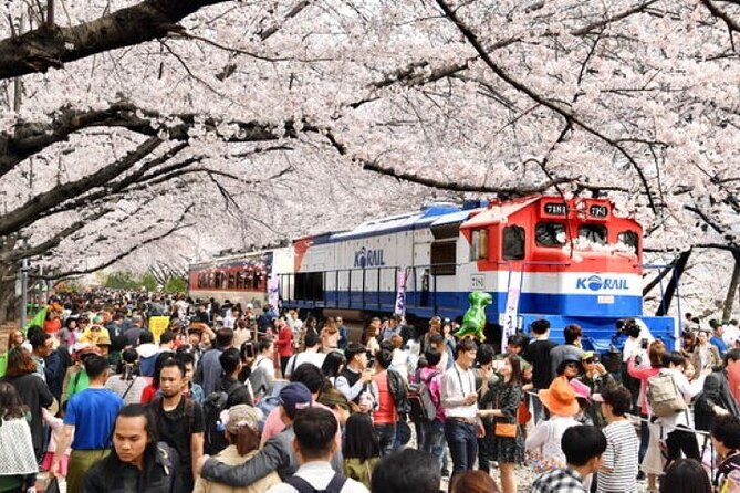 Full-Day Jinhae Cherry Blossom Festival Private Tour - Key Points