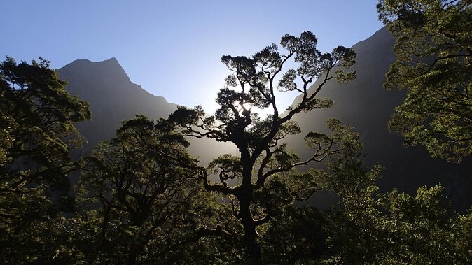 Full-Day Milford Sound Walk and Cruise Including Scenic Flights From Queenstown - Key Points