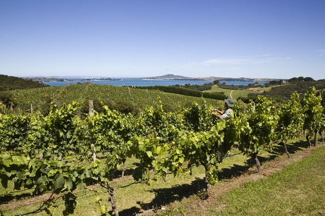 Full Day Private Waiheke Island Wine Tour Including Lunch - Key Points