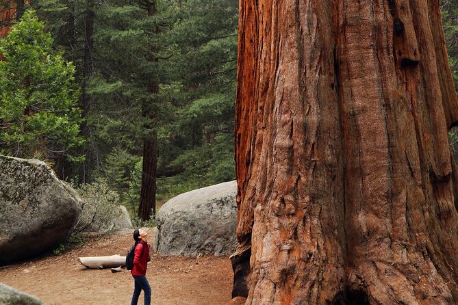 Giant Redwoods Tour Including a 5-Course Winery Lunch - Key Points