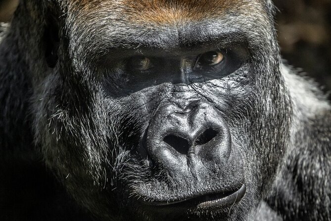 Gorilla Experience at Melbourne Zoo - Excl. Entry - Key Points