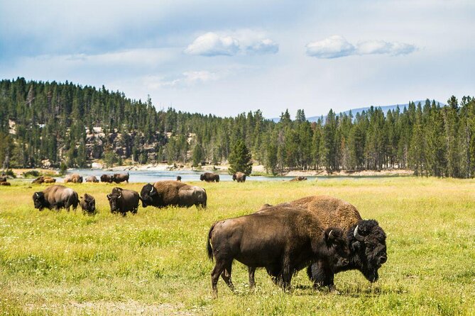 Grand Canyon of the Yellowstone Rim and Loop Hike With Lunch - Key Points