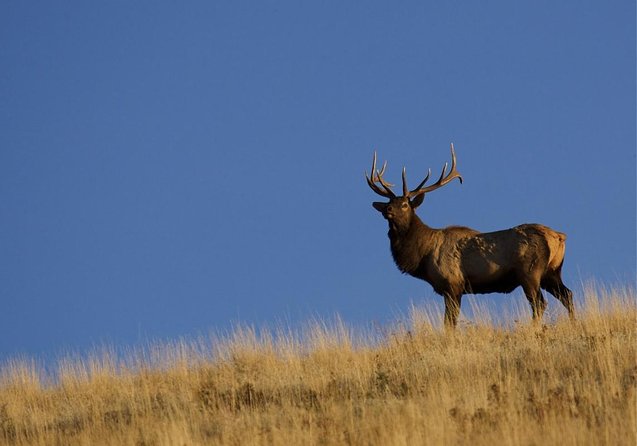Grand Teton and National Elk Refuge Winter Wonderland Full Day Adventure - Key Points