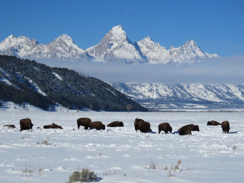 Grand Teton National Park: Wildlife Tour and Sleigh Ride - Key Points