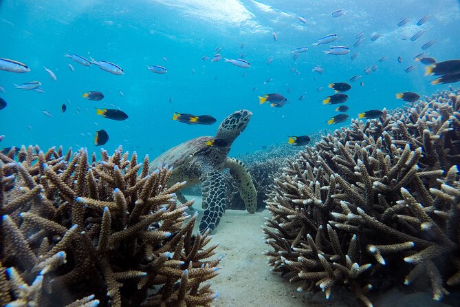 Great Keppel Island Adventure Tour - Snorkel and Boomnet - Key Points