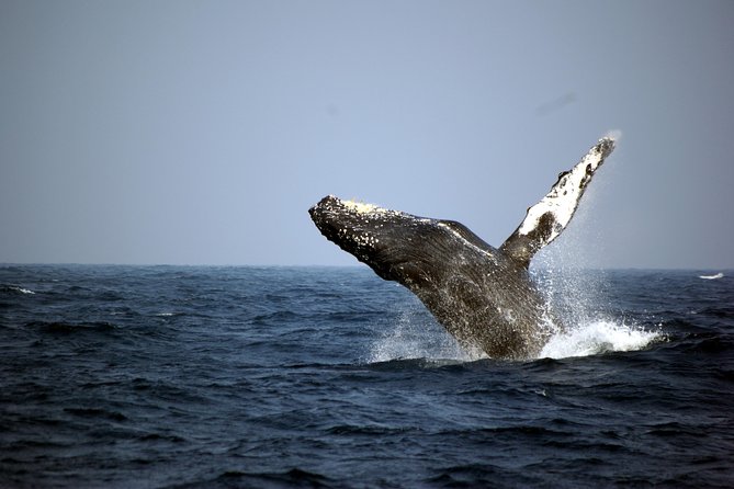 Great Whale Watching at Kerama Islands and Zamami Island - Key Points
