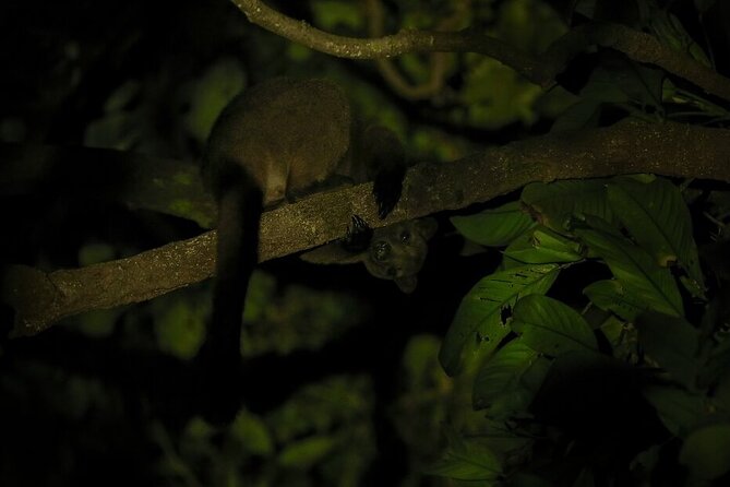 Guided Night Walk in Cape Tribulation - Key Points