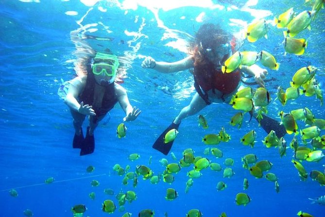 Guided Snorkel With Fish Tour at Wavebreak Island, Gold Coast - Key Points