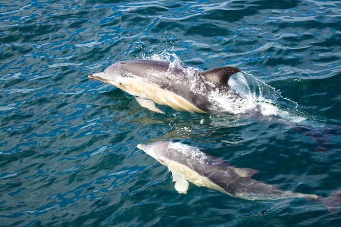 Half Day Dolphin Watching Cruise (Departing From Rotorua) - Key Points