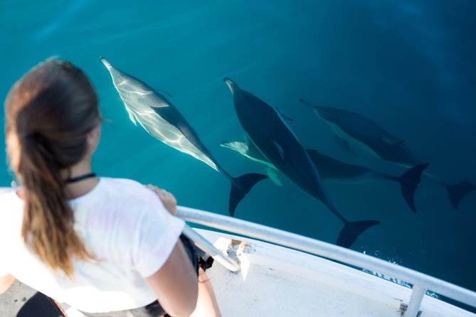 Half Day Dolphin & Wildlife Cruise - Tauranga - Key Points