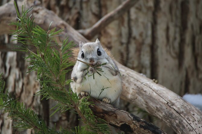 Half-Day Primeval Forest Snowshoe and Wildlife Watching Tour - Key Points