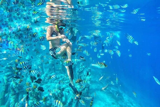 Half-Day Private Guided Snorkeling With Turtle And Statute - Key Points