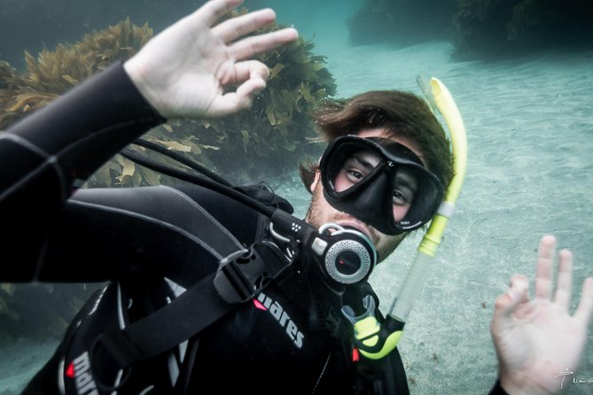 Half-Day Small-Group Beginner Diving Lesson, Goat Island  - Auckland - Key Points