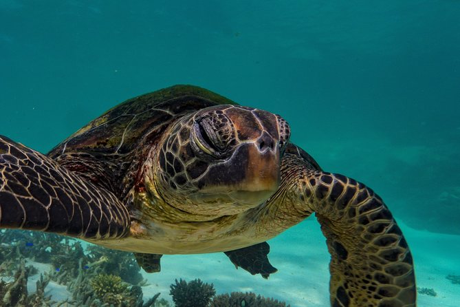 Half Day Snorkel 2.5hr Turtle Tour on the Ningaloo Reef, Exmouth - Key Points