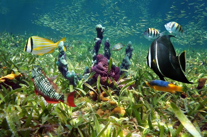Half Day Snorkel Trip on Reefs in the Florida Keys - Key Points