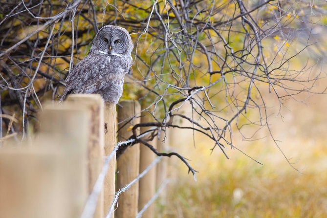 Half-Day Wildlife Safari Tour in Grand Teton National Park - Wildlife Encounters