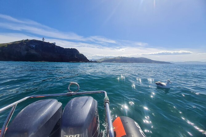 Harbour, Albatross and Wildlife Cruise on Otago Harbour - Key Points