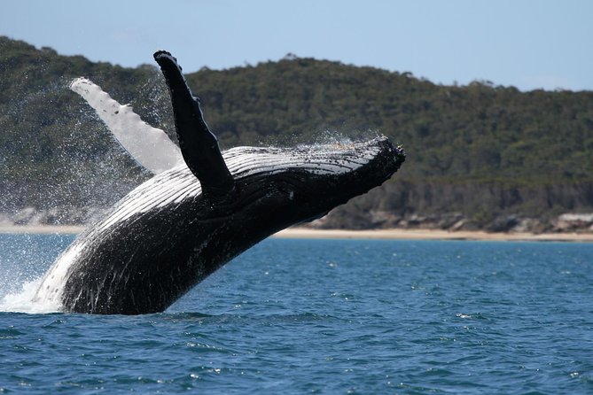 Hervey Bay Ultimate Whale Watching Cruise - Key Points