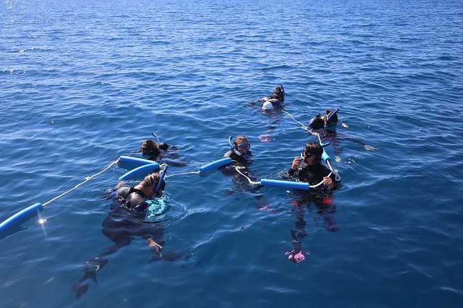 Hervey Bay Whale Swim and Watch - Key Points