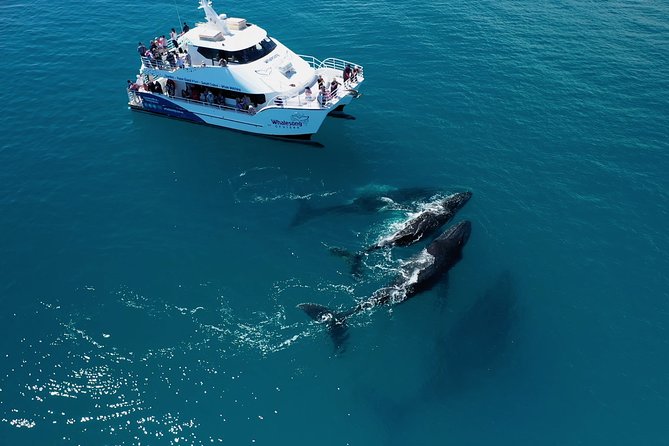 Hervey Bay Whale Watching Experience - Key Points