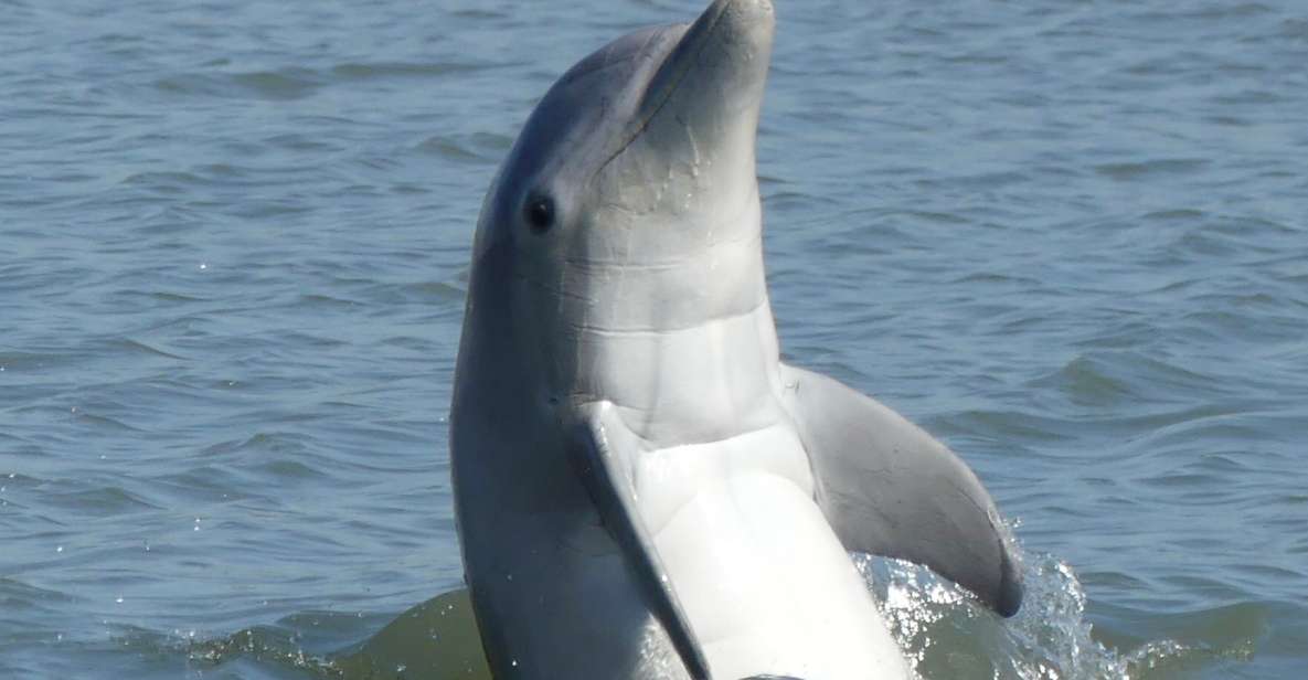 Hilton Head Island: Dolphin and Nature Tour - Key Points