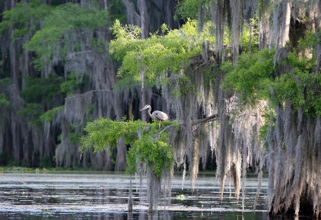 Honey Island Swamp Boat Tour With Transportation From New Orleans - Key Points