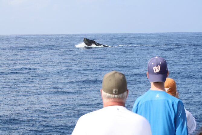 IMILOA - Express Whale Watch Cocktail Tour - Key Points