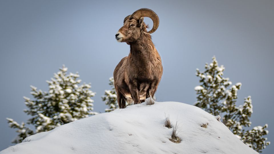 Jackson: Grand Teton, Bighorn Sheep, and Petroglyphs Tour - Key Points