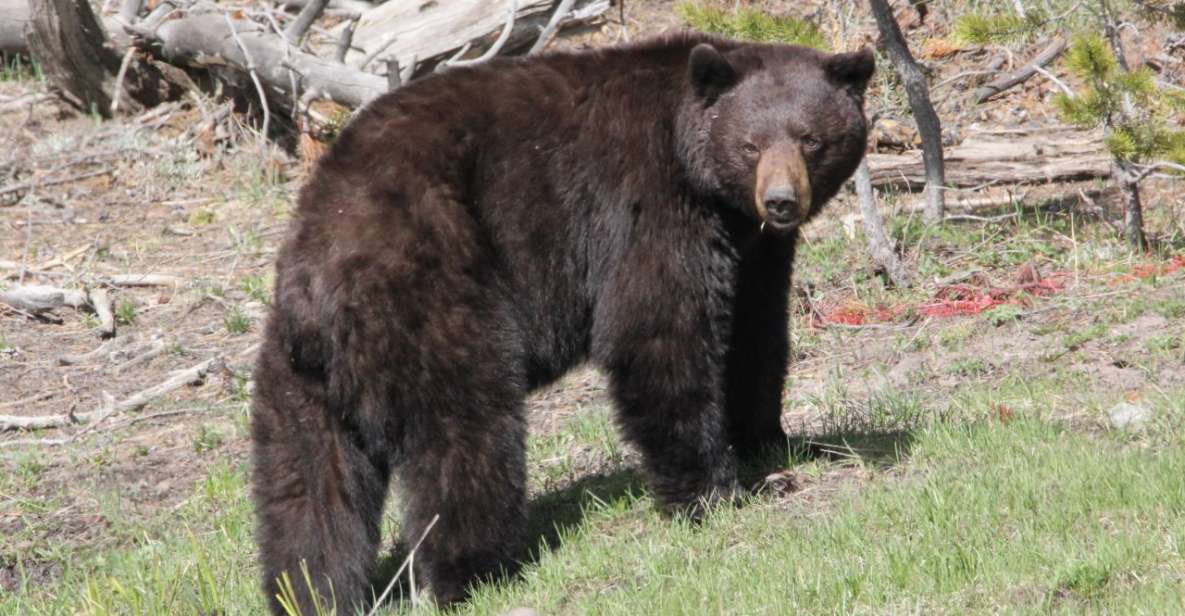 Jackson Hole: Yellowstone Lower Loop Upper Loop 2-Day Tour - Key Points