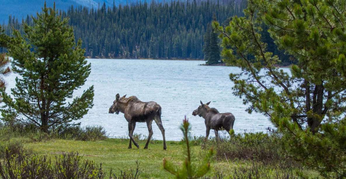 Jasper: Wildlife and Waterfalls Tour With Lakeshore Hike - Key Points