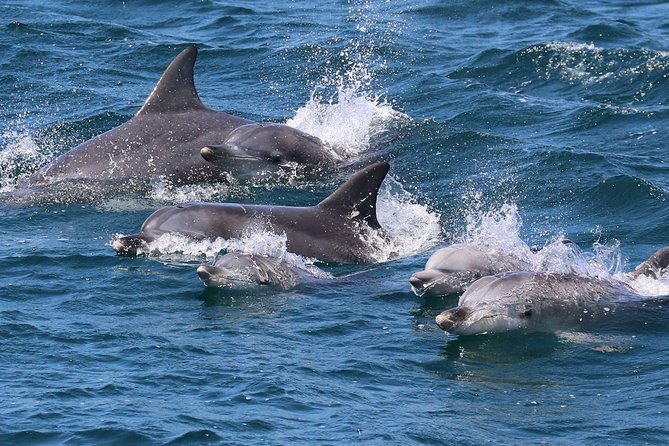 Jervis Bay Dolphin Cruise - Key Points