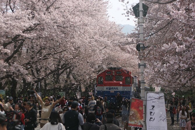 Jinhae Cherry Blossom Festival Tour - Key Points