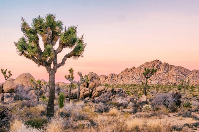 Joshua Tree National Park Driving Tour - Key Points