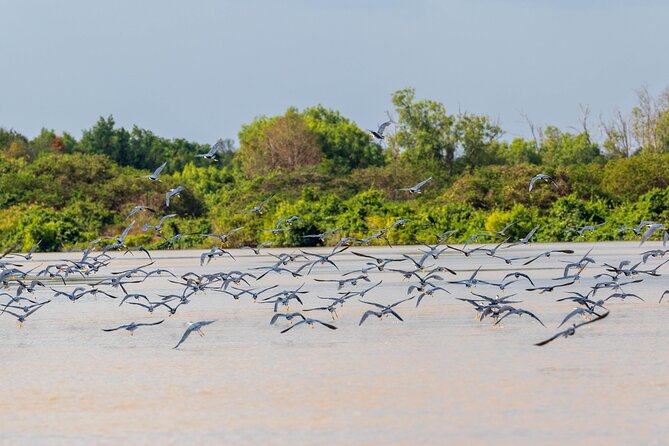 Jumping Crocodile Experience - Key Points