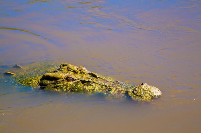 Jumping Crocs & Nature Adventure Cruise From Darwin - Key Points