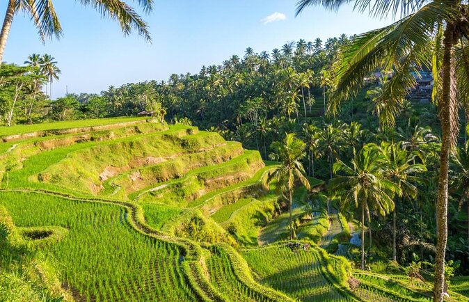 Jungle Swing ATV Rice Terrace Waterfall Private Guided Tour - Key Points