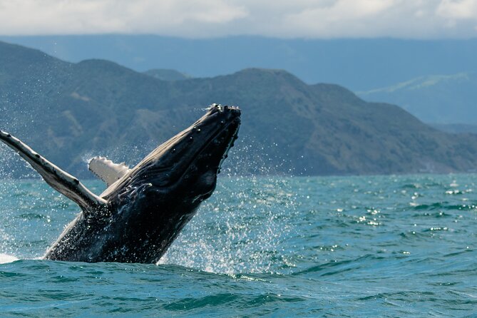 Kaikoura Day Tour With Whale Watching From Christchurch - Key Points