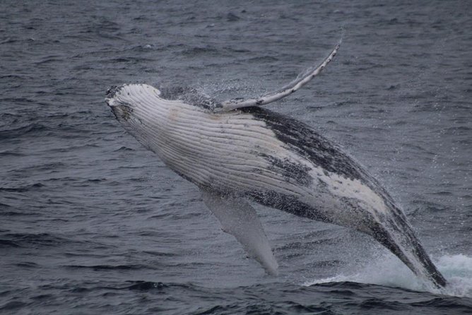 Kaikoura Day Tour With Whale Watching - Key Points