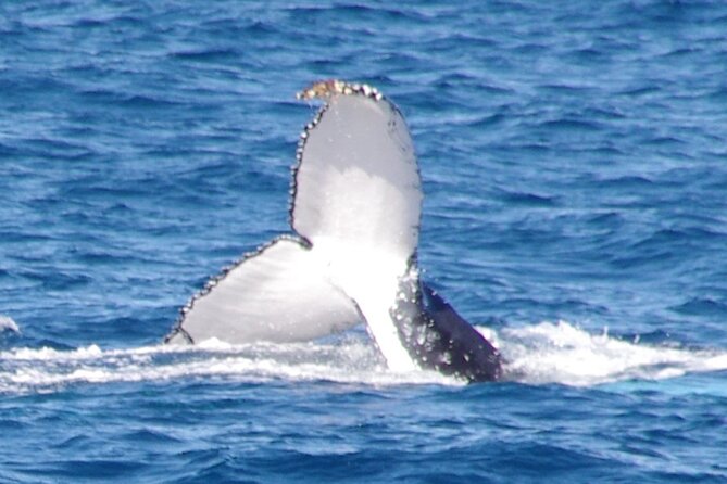Kalbarri Whale Watching Tour - Key Points