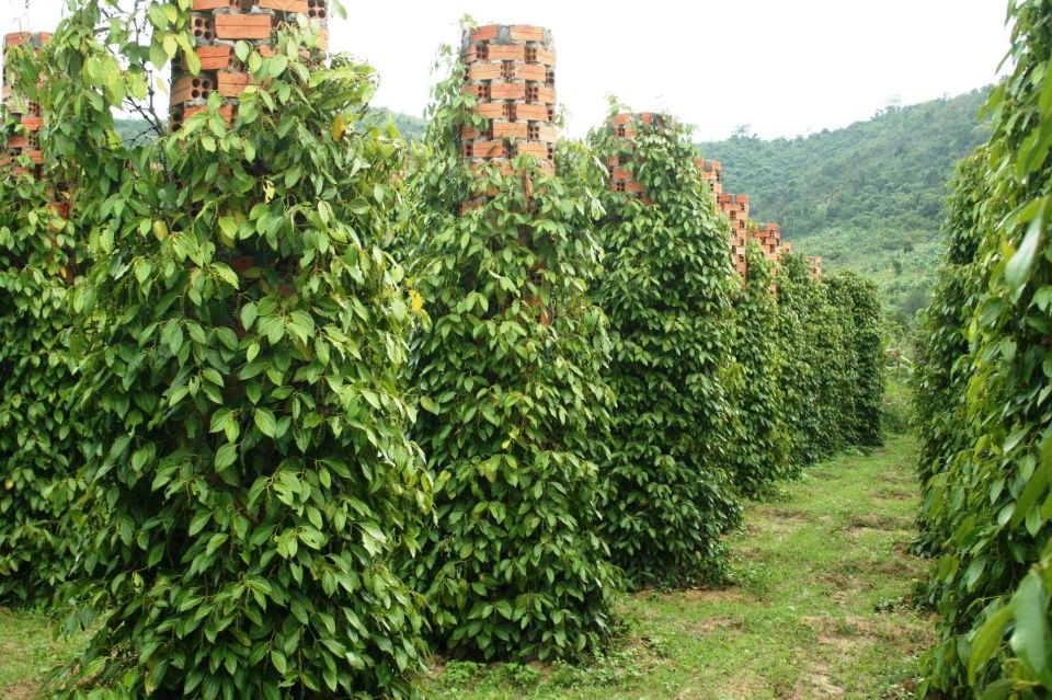 KAMPOT PEPPER EXPERIENCE by Discovery Center, Kep West - Key Points