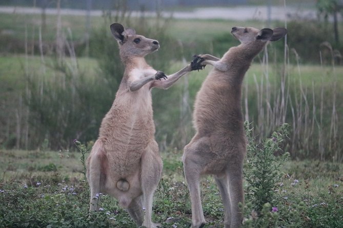 Kangaroo Watching & Koala Spotting Private Tour - Key Points