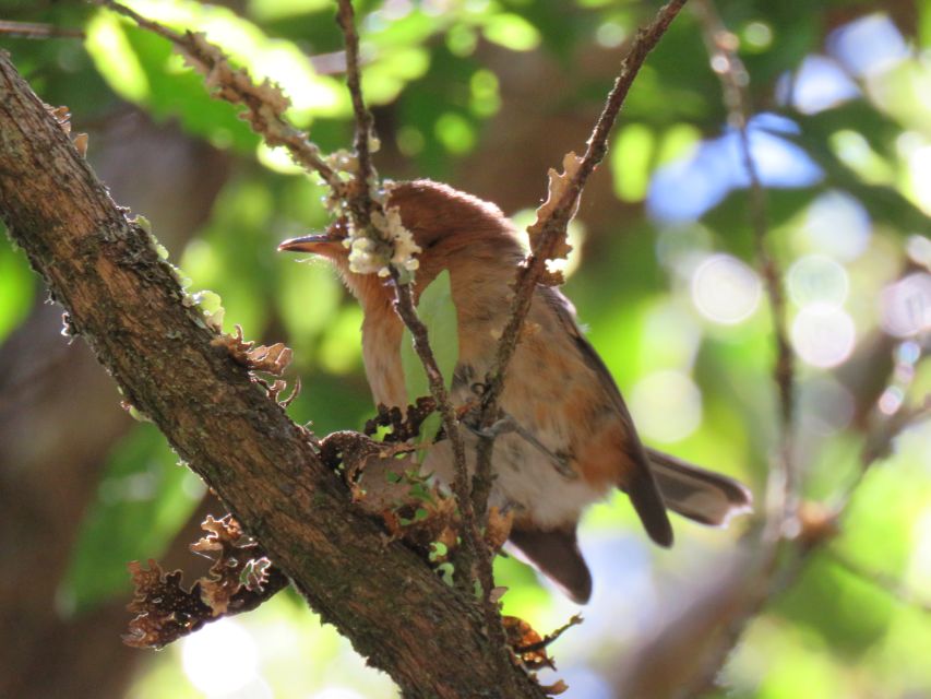 Kauai: Waimea Canyon & Kokeʻe State Park Private Tour - Key Points